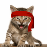 Red Kitten Crew's logo